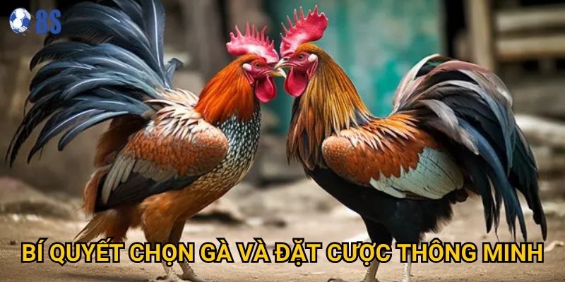 Làm sao để thành thạo Đá gà cựa tròn tại 8s một cách hiệu quả? 3 Bí quyết chọn gà và đặt cược thông minh