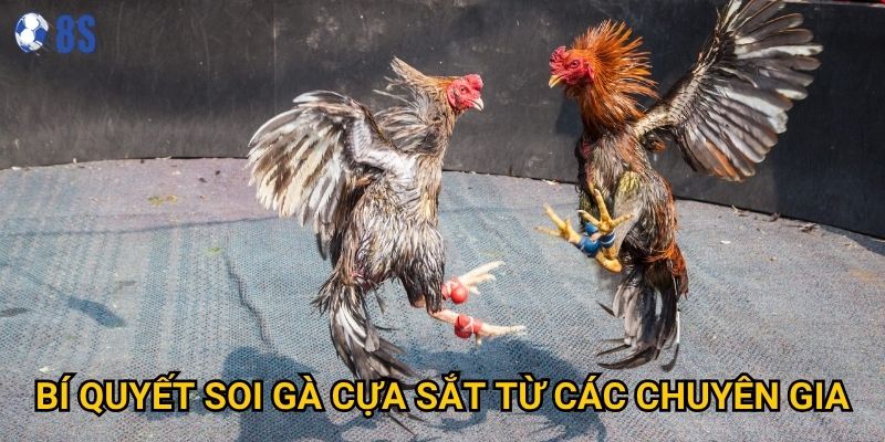 Tại sao Đá gà cựa sắt tại 8s lại được nhiều người ưa chuộng? 3 Bí quyết soi gà cựa sắt từ các chuyên gia