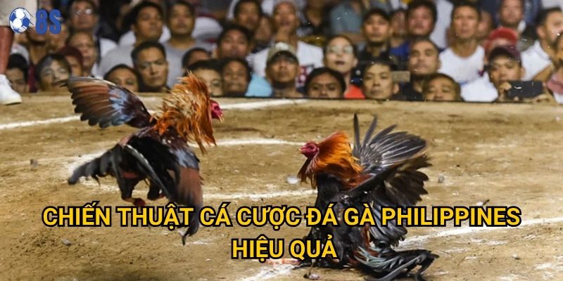 Chiến thuật cá cược đá gà Philippines hiệu quả