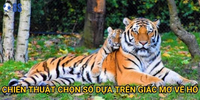 Tại sao mơ thấy hổ đánh số gì lại được coi là điềm may tại 8s? 3 Chiến thuật chọn số dựa trên giấc mơ về hổ