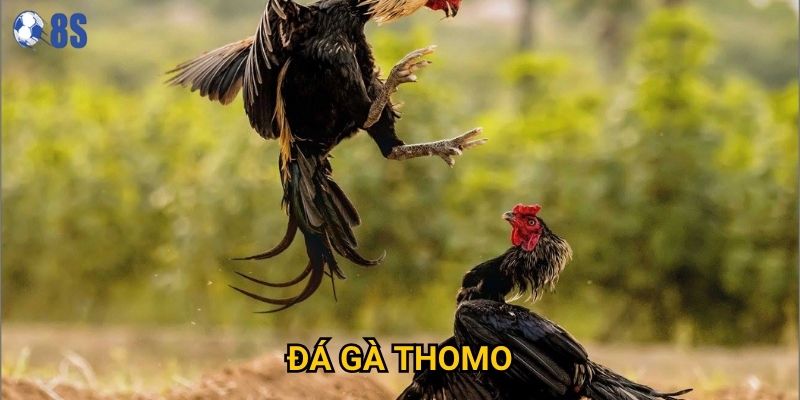 Tại sao Đá gà Thomo lại thu hút đông đảo người chơi tại 8s?