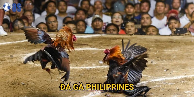 Làm sao để thành công với Đá gà Philippines tại 8s?