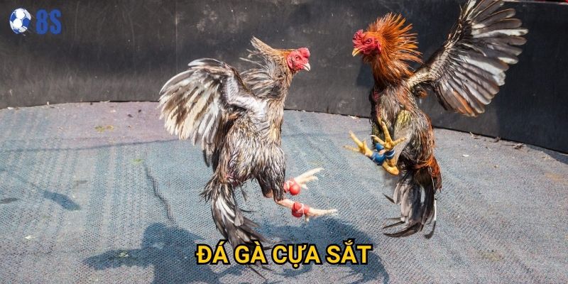 Tại sao Đá gà cựa sắt tại 8s lại được nhiều người ưa chuộng?