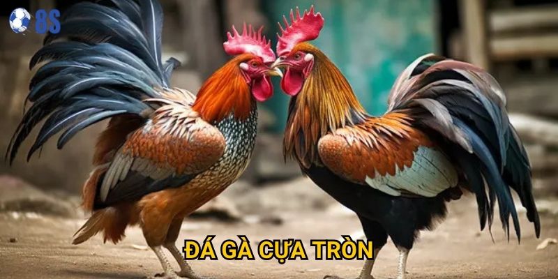 Làm sao để thành thạo Đá gà cựa tròn tại 8s một cách hiệu quả?