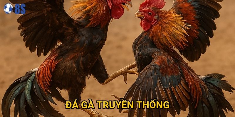 Tại sao Đá gà truyền thống tại 8s vẫn giữ được sức hấp dẫn?