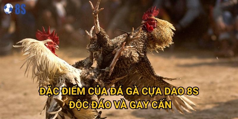 Tại sao Đá gà cựa dao lại được coi là loại hình kịch tính nhất tại 8s? 2 Đặc điểm của Đá gà cựa dao 8s độc đáo và gay cấn