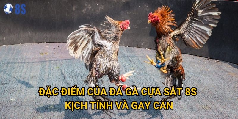 Tại sao Đá gà cựa sắt tại 8s lại được nhiều người ưa chuộng? 2 Đặc điểm của Đá gà cựa sắt 8s xn kịch tính và gay cấn
