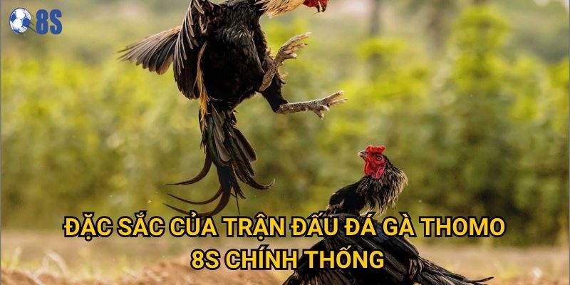Đặc sắc của trận đấu Đá gà Thomo 8s chính thống