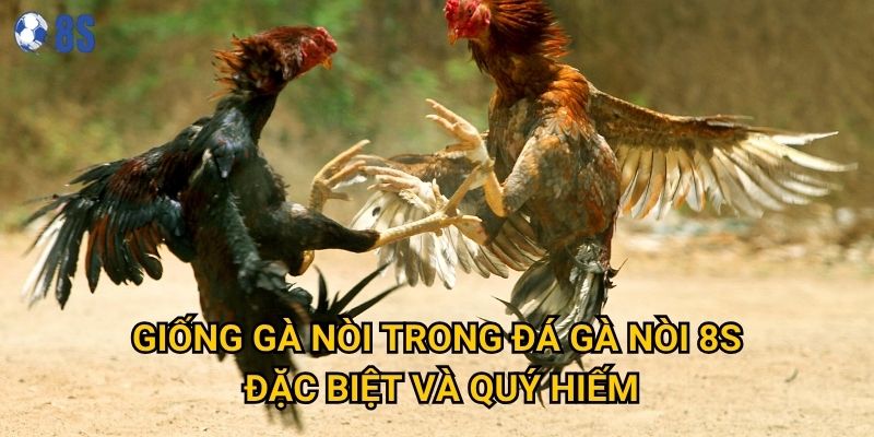 Làm thế nào để nhận biết Đá gà nòi chất lượng tại 8s? 2 Giống gà nòi trong Đá gà nòi 8s đặc biệt và quý hiếm