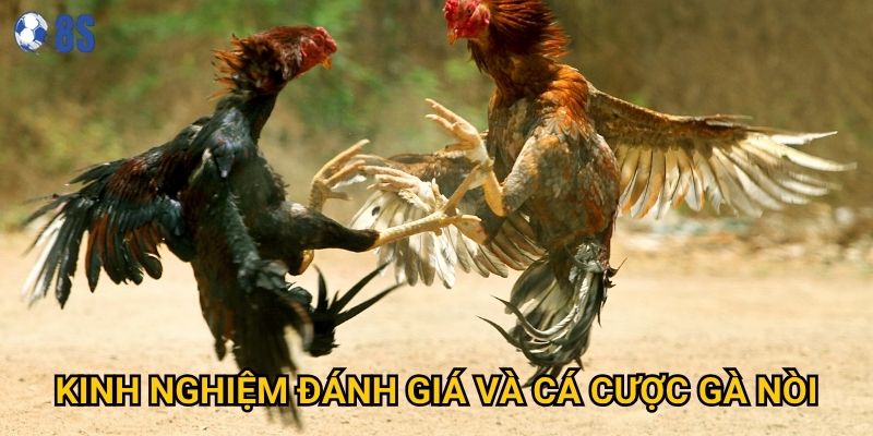 Làm thế nào để nhận biết Đá gà nòi chất lượng tại 8s? 3 Kinh nghiệm đánh giá và cá cược gà nòi