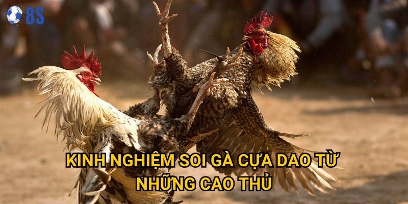 Tại sao Đá gà cựa dao lại được coi là loại hình kịch tính nhất tại 8s? 3 Kinh nghiệm soi gà cựa dao từ những cao thủ