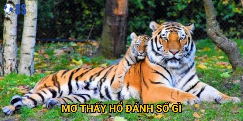 Tại sao mơ thấy hổ đánh số gì lại được coi là điềm may tại 8s?