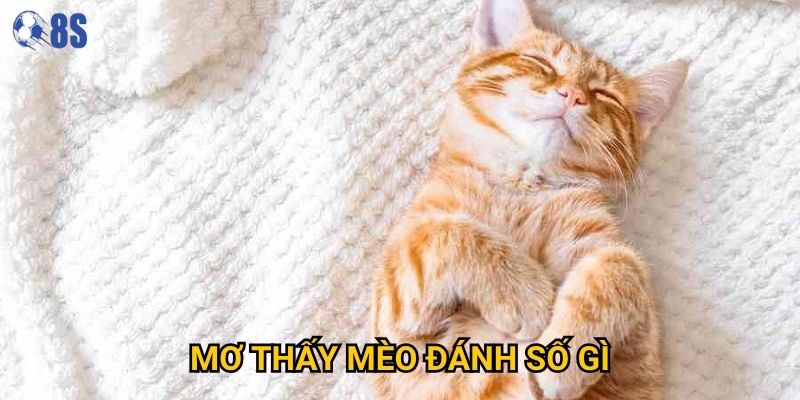 Làm sao để hiểu đúng mơ thấy mèo đánh số gì tại 8s?
