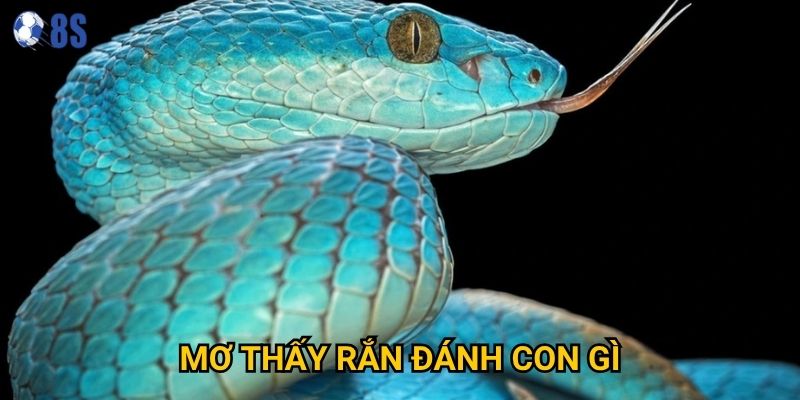 Người chơi thắc mắc mơ thấy rắn đánh con gì tại 8s để may mắn?