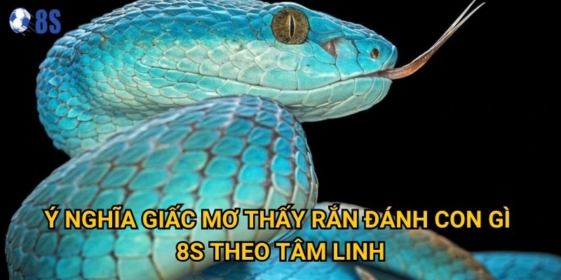Người chơi thắc mắc mơ thấy rắn đánh con gì tại 8s để may mắn? 2 Ý nghĩa giấc mơ thấy rắn đánh con gì 8s theo tâm linh